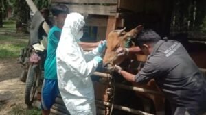 Antisipasi Cuaca Ekstrem, 1.000 Dosis Vaksin Disiapkan untuk Lindungi Ternak di Sarolangun