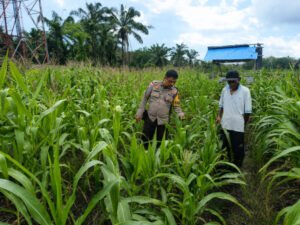 Polsek Bantan Dampingi Kelompok Tani Kembangkan Jagung Pipil untuk Dukung Ketahanan Pangan